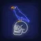 Crow Sitting Human Skull Neon Sign - Neon Signs Now - UK